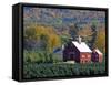 Christmas Tree Farm near Springfield in Autumn, Vermont, USA-Julie Eggers-Framed Stretched Canvas