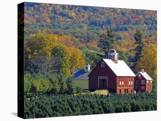 Christmas Tree Farm near Springfield in Autumn, Vermont, USA-Julie Eggers-Stretched Canvas