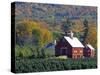 Christmas Tree Farm near Springfield in Autumn, Vermont, USA-Julie Eggers-Stretched Canvas