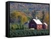 Christmas Tree Farm near Springfield in Autumn, Vermont, USA-Julie Eggers-Framed Stretched Canvas