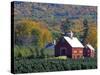 Christmas Tree Farm near Springfield in Autumn, Vermont, USA-Julie Eggers-Stretched Canvas