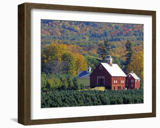 Christmas Tree Farm near Springfield in Autumn, Vermont, USA-Julie Eggers-Framed Photographic Print