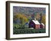 Christmas Tree Farm near Springfield in Autumn, Vermont, USA-Julie Eggers-Framed Photographic Print