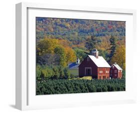 Christmas Tree Farm near Springfield in Autumn, Vermont, USA-Julie Eggers-Framed Photographic Print