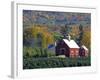 Christmas Tree Farm near Springfield in Autumn, Vermont, USA-Julie Eggers-Framed Photographic Print