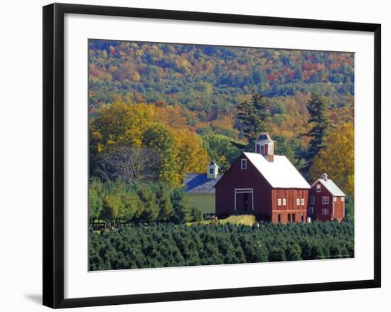 Christmas Tree Farm near Springfield in Autumn, Vermont, USA-Julie Eggers-Framed Photographic Print