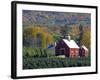 Christmas Tree Farm near Springfield in Autumn, Vermont, USA-Julie Eggers-Framed Photographic Print