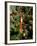 Christmas Tree, Haute Savoie, France, Europe-Godong-Framed Photographic Print