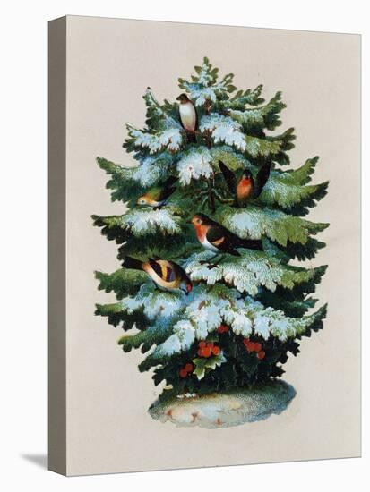 Christmas Tree, Robins and Holly, Postcard-null-Stretched Canvas