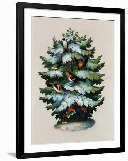Christmas Tree, Robins and Holly, Postcard-null-Framed Giclee Print