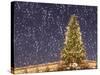 Christmas Tree under Snowfall-null-Stretched Canvas