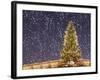 Christmas Tree under Snowfall-null-Framed Photographic Print