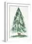 Christmas Tree Watercolor 1-Victoria Brown-Framed Art Print