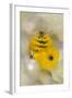 Christmas Tree Worm (Spirobranchus), Fiji-Pete Oxford-Framed Photographic Print