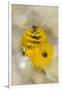 Christmas Tree Worm (Spirobranchus), Fiji-Pete Oxford-Framed Photographic Print
