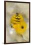 Christmas Tree Worm (Spirobranchus), Fiji-Pete Oxford-Framed Photographic Print