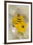 Christmas Tree Worm (Spirobranchus), Fiji-Pete Oxford-Framed Photographic Print