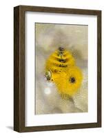 Christmas Tree Worm (Spirobranchus), Fiji-Pete Oxford-Framed Photographic Print