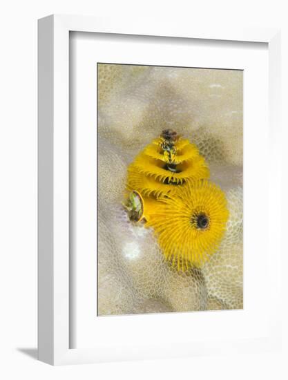 Christmas Tree Worm (Spirobranchus), Fiji-Pete Oxford-Framed Photographic Print