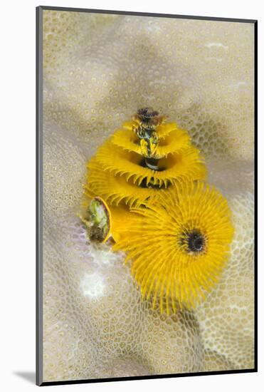 Christmas Tree Worm (Spirobranchus), Fiji-Pete Oxford-Mounted Photographic Print