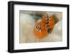 Christmas Tree Worm (Spirobranchus) Fiji-Pete Oxford-Framed Photographic Print