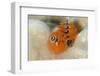 Christmas Tree Worm (Spirobranchus) Fiji-Pete Oxford-Framed Photographic Print