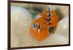 Christmas Tree Worm (Spirobranchus) Fiji-Pete Oxford-Framed Photographic Print