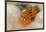 Christmas Tree Worm (Spirobranchus) Fiji-Pete Oxford-Framed Photographic Print