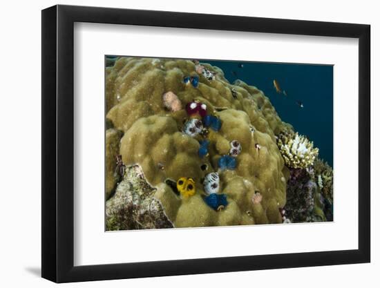 Christmas Tree Worm (Spirobranchus), Fiji-Pete Oxford-Framed Photographic Print