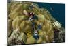 Christmas Tree Worm (Spirobranchus), Fiji-Pete Oxford-Mounted Photographic Print