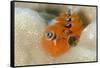 Christmas Tree Worm (Spirobranchus) Fiji-Pete Oxford-Framed Stretched Canvas