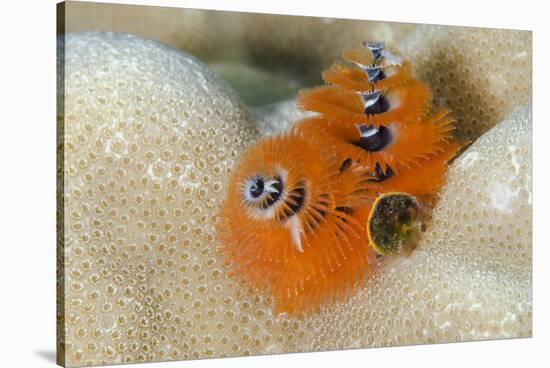 Christmas Tree Worm (Spirobranchus) Fiji-Pete Oxford-Stretched Canvas