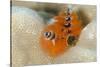 Christmas Tree Worm (Spirobranchus) Fiji-Pete Oxford-Stretched Canvas