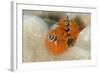 Christmas Tree Worm (Spirobranchus) Fiji-Pete Oxford-Framed Photographic Print