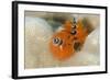 Christmas Tree Worm (Spirobranchus) Fiji-Pete Oxford-Framed Photographic Print