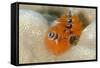 Christmas Tree Worm (Spirobranchus) Fiji-Pete Oxford-Framed Stretched Canvas