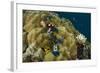 Christmas Tree Worm (Spirobranchus), Fiji-Pete Oxford-Framed Photographic Print