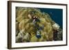 Christmas Tree Worm (Spirobranchus), Fiji-Pete Oxford-Framed Photographic Print