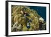 Christmas Tree Worm (Spirobranchus), Fiji-Pete Oxford-Framed Photographic Print