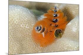 Christmas Tree Worm (Spirobranchus) Fiji-Pete Oxford-Mounted Premium Photographic Print