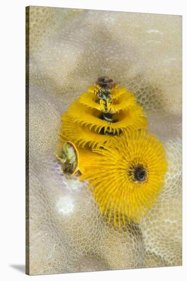 Christmas Tree Worm (Spirobranchus), Fiji-Pete Oxford-Stretched Canvas