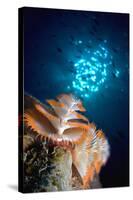 Christmas Tree Worm-Peter Scoones-Stretched Canvas