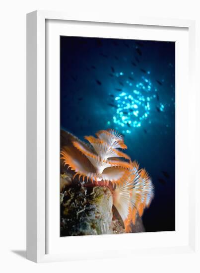 Christmas Tree Worm-Peter Scoones-Framed Photographic Print