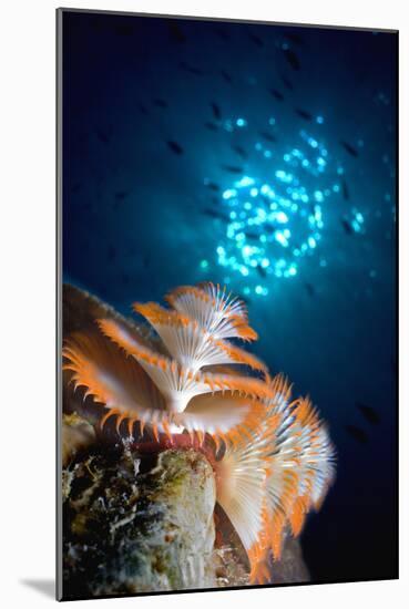 Christmas Tree Worm-Peter Scoones-Mounted Photographic Print