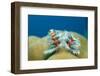 Christmas Tree Worms Growing on Coral (Spirobranchus Giganteus), Pacific Ocean, Borneo.-Reinhard Dirscherl-Framed Photographic Print