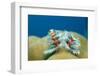 Christmas Tree Worms Growing on Coral (Spirobranchus Giganteus), Pacific Ocean, Borneo.-Reinhard Dirscherl-Framed Photographic Print