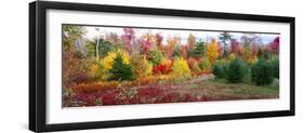 Christmas trees and fall colors, Lincolnville, Waldo County, Maine, USA-Panoramic Images-Framed Photographic Print