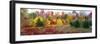 Christmas trees and fall colors, Lincolnville, Waldo County, Maine, USA-Panoramic Images-Framed Photographic Print