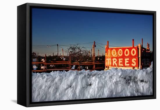 Christmas Trees For Sale Sag Harbor NY-null-Framed Stretched Canvas