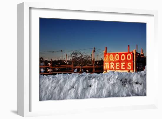 Christmas Trees For Sale Sag Harbor NY-null-Framed Photo